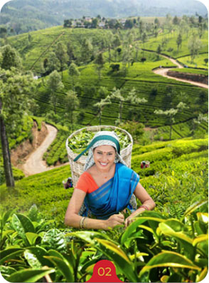 Two Leaves and a Bud