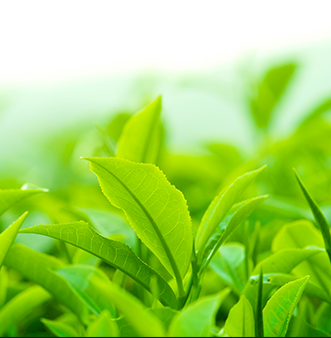 A close up of Fresh Ceylon Tea leaves at tea Plantation