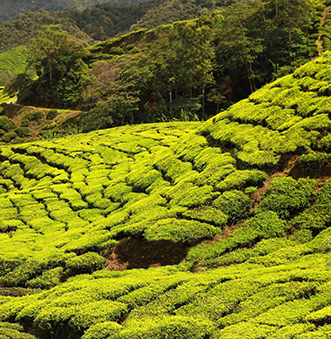 Image of a Lush Tea estate in Sri Lanka