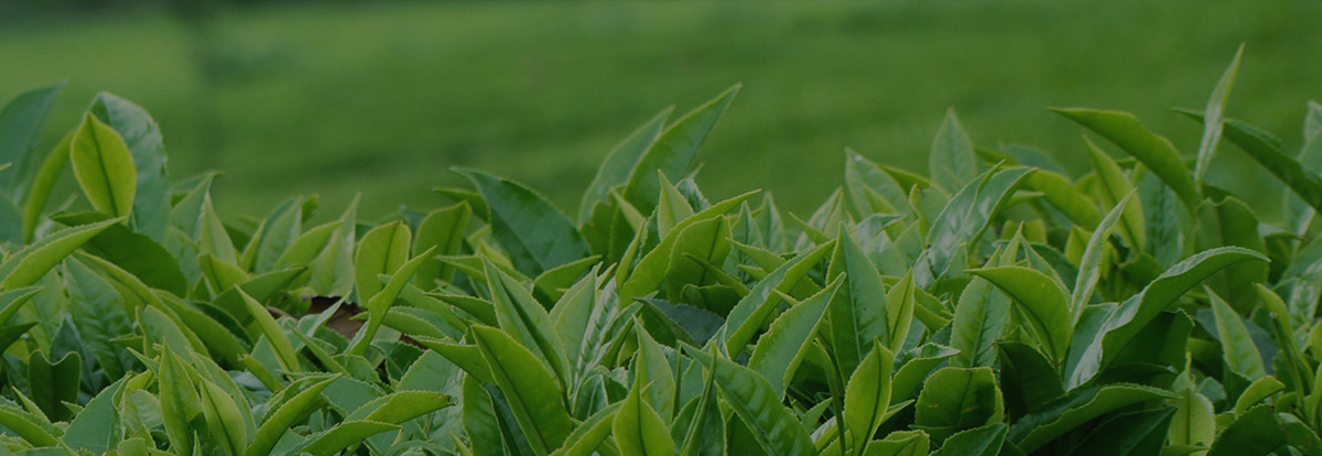 Top view of Orange Pekoes in Tea plantations