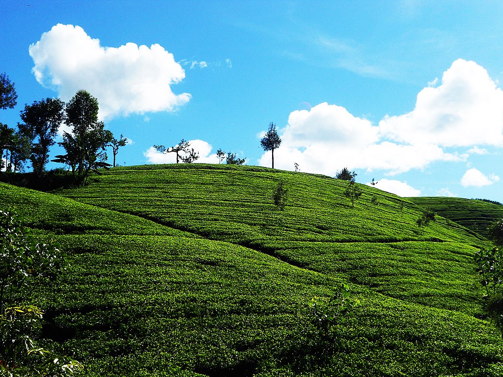 Ceylon Tea